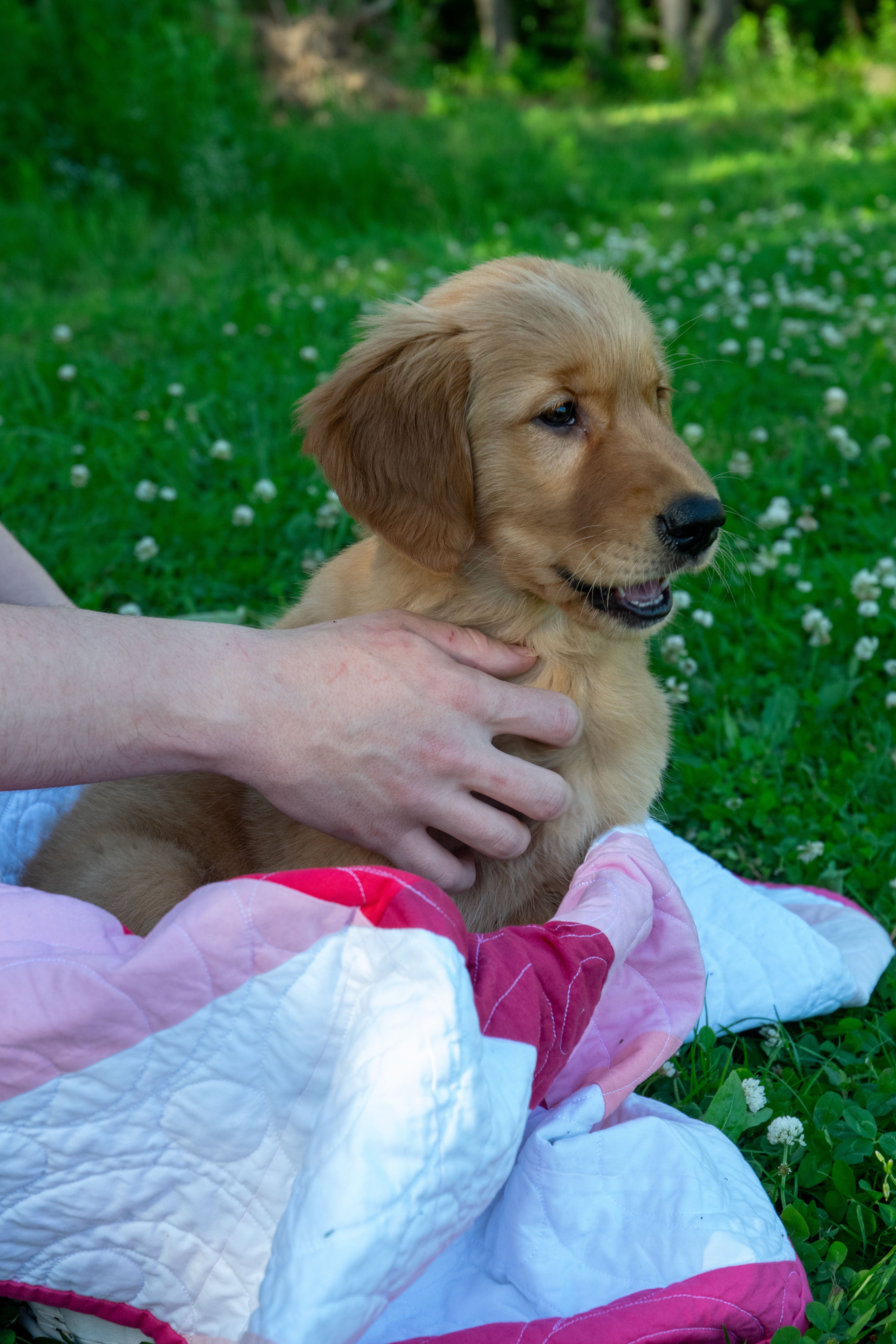 Person petting a golden retriever puppy that's sitting on a pink and white quilt in a grassy field 