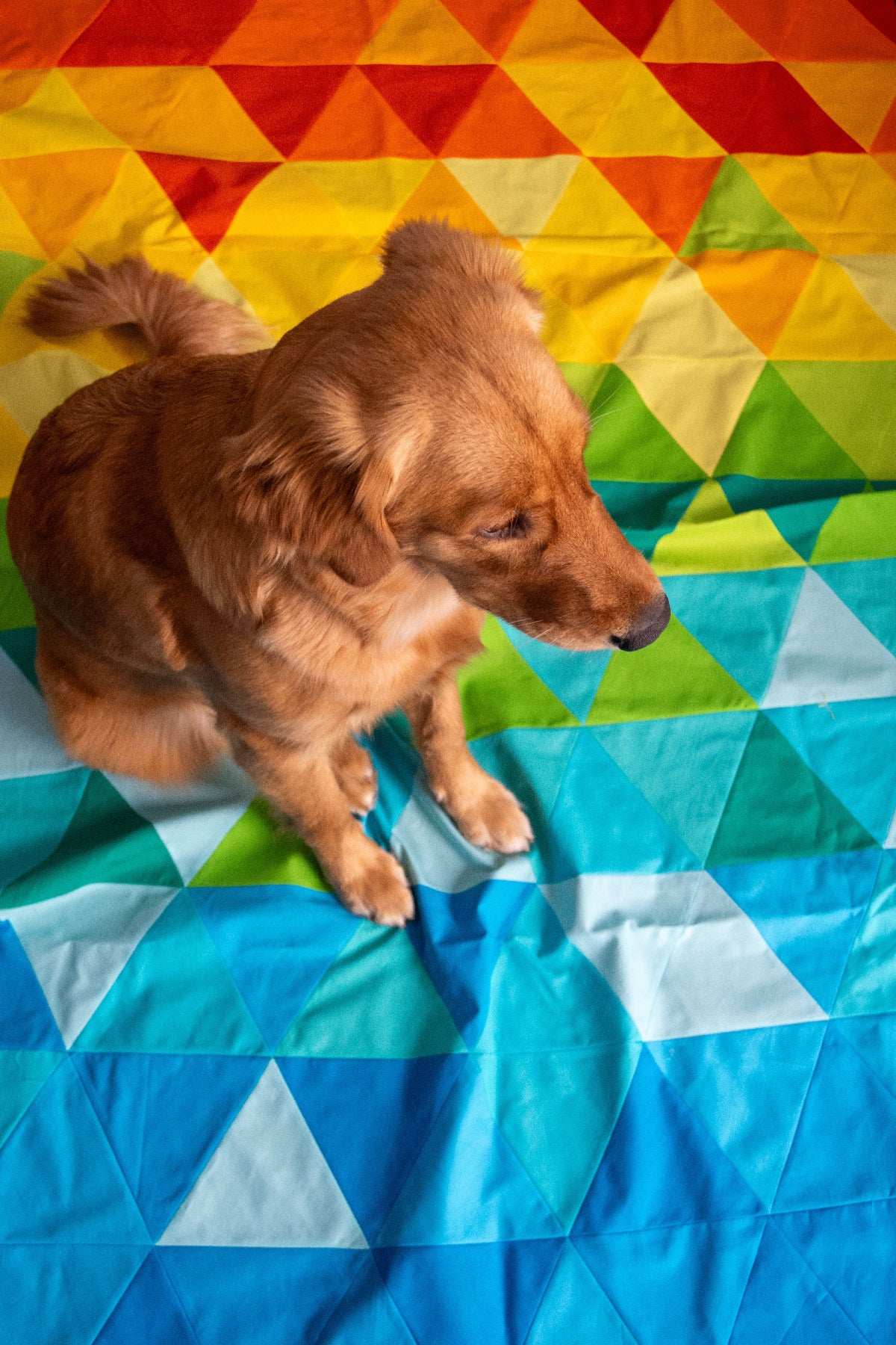 10 month old golden retriever puppy on a colourful triangle-patterned quilt top